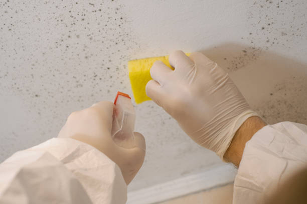 Best Mold Damage Restoration  in Delavan, IL